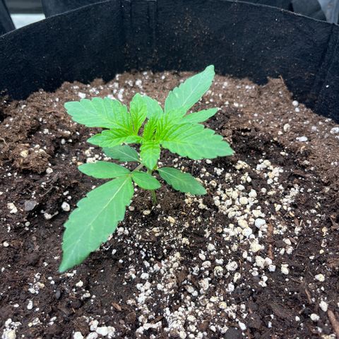 Zaï-zaï growlog timeline photo