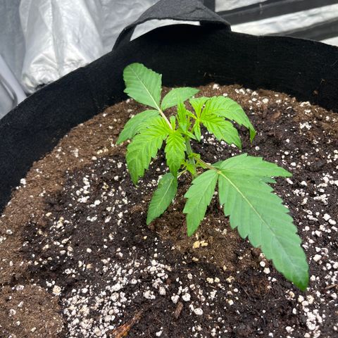 Cherry Bang Bang growlog timeline photo