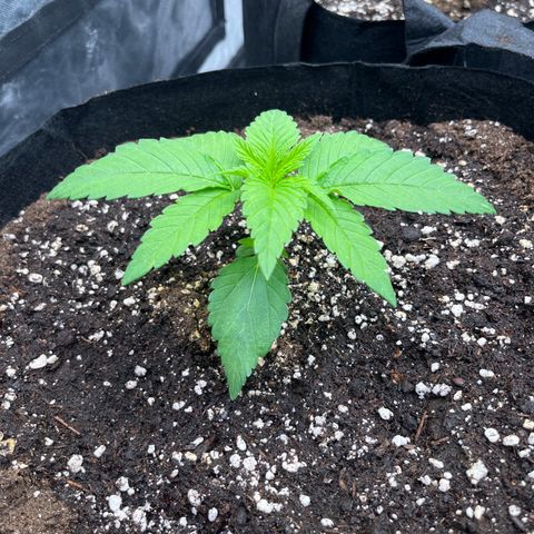 Lime Ozz growlog timeline photo