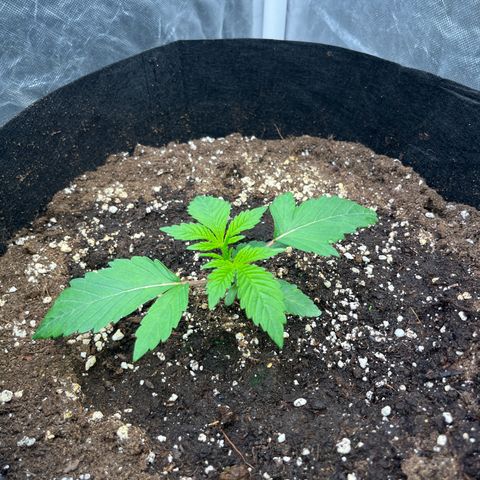 Coco Fresh growlog timeline photo
