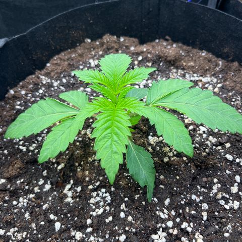 Funkfetti growlog timeline photo