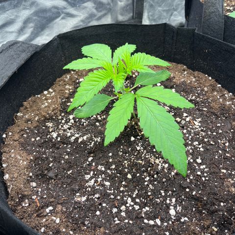 Arctic Cherries  growlog timeline photo