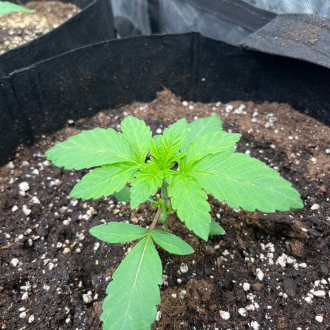Zaï-zaï growlog timeline photo
