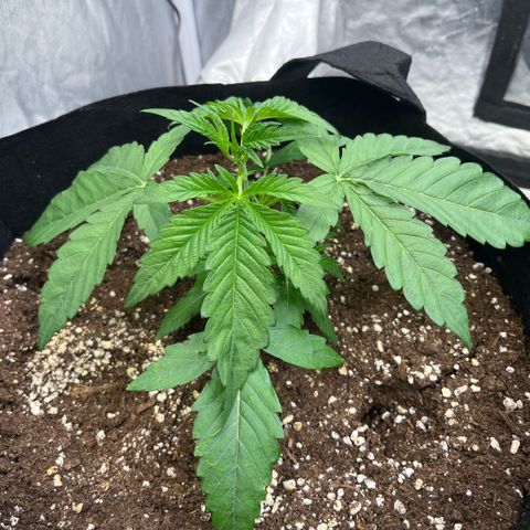 Cherry Bang Bang growlog timeline photo