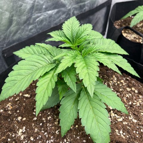 Lime Ozz growlog timeline photo
