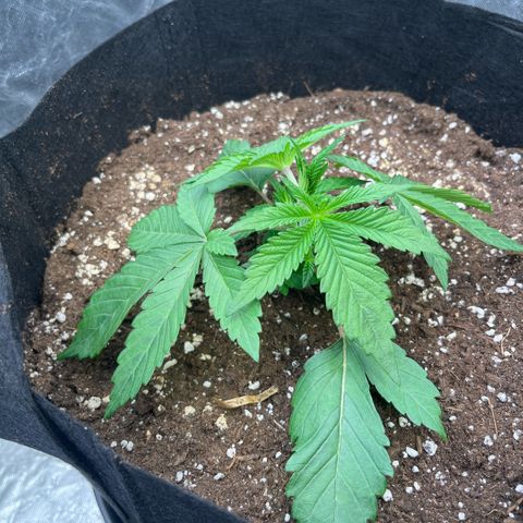 Coco Fresh growlog timeline photo