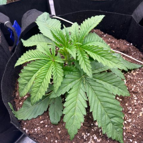Funkfetti growlog timeline photo