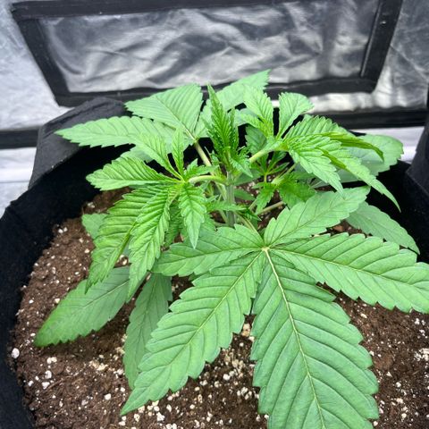 Arctic Cherries  growlog timeline photo