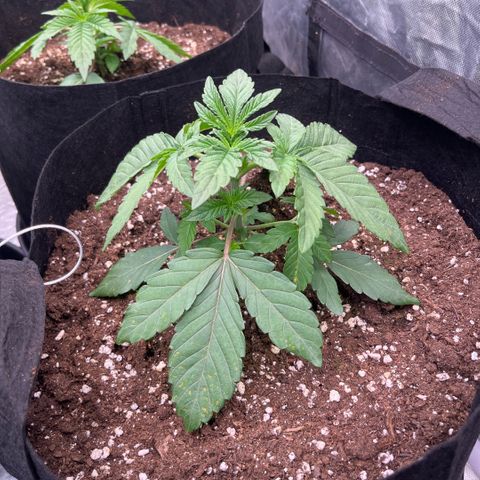 Zaï-zaï growlog timeline photo