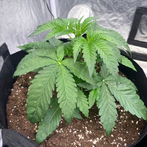 Cherry Bang Bang growlog timeline photo