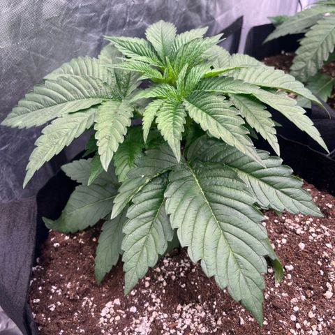 Lime Ozz growlog timeline photo