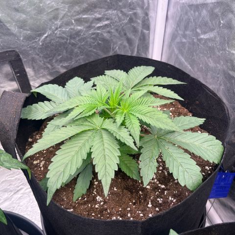 Coco Fresh growlog timeline photo