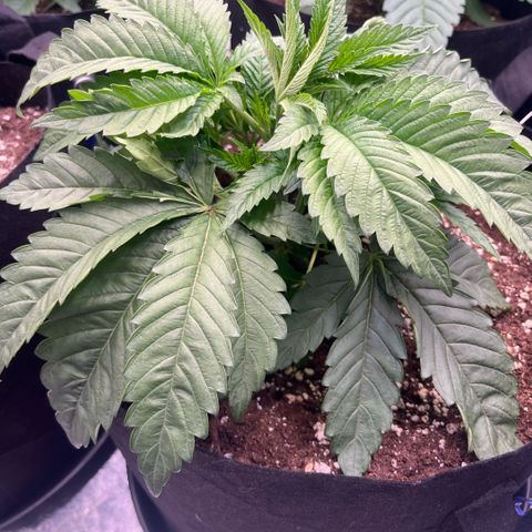 Funkfetti growlog timeline photo