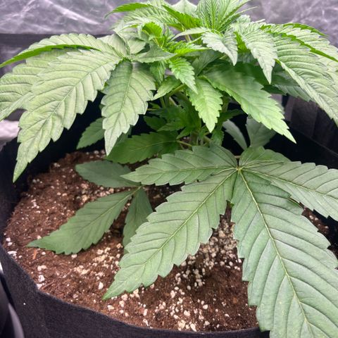 Arctic Cherries  growlog timeline photo