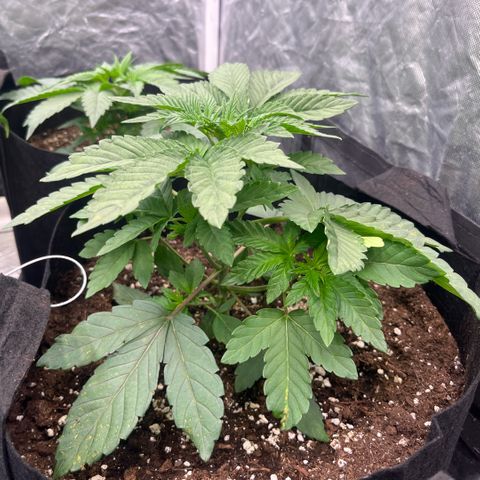 Zaï-zaï growlog timeline photo