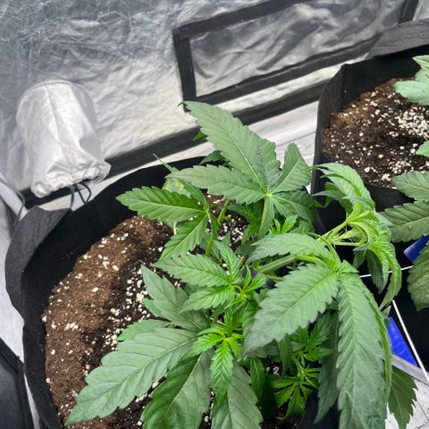 Cherry Bang Bang growlog timeline photo