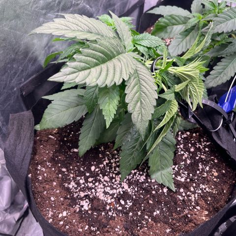 Lime Ozz growlog timeline photo