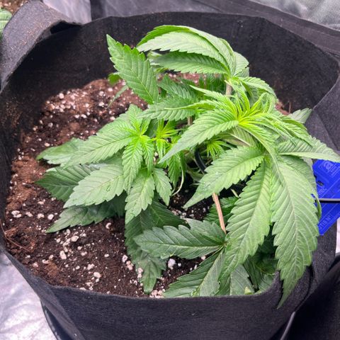 Coco Fresh growlog timeline photo