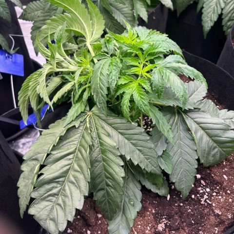 Funkfetti growlog timeline photo