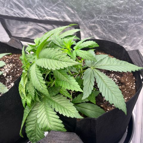 Arctic Cherries  growlog timeline photo