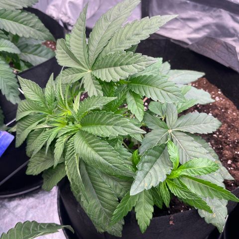 Zaï-zaï growlog timeline photo