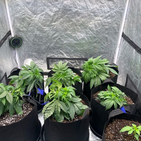 Lime Ozz growlog timeline photo