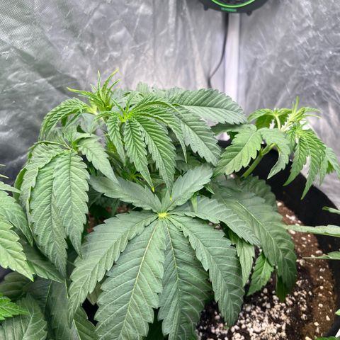 Cherry Bang Bang growlog timeline photo