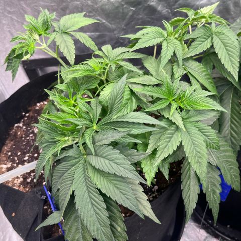 Lime Ozz growlog timeline photo
