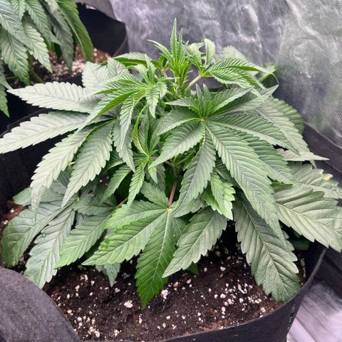 Coco Fresh growlog timeline photo