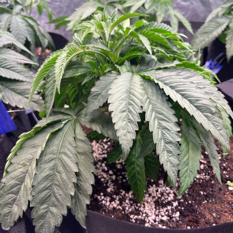 Funkfetti growlog timeline photo