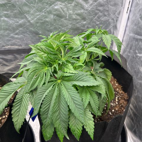 Arctic Cherries  growlog timeline photo