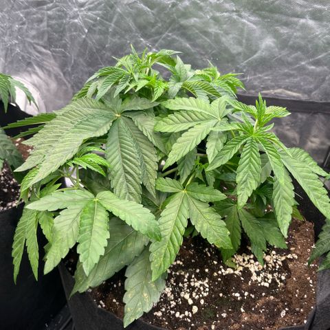 Zaï-zaï growlog timeline photo