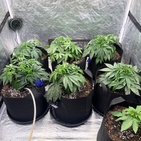 Lime Ozz growlog timeline photo