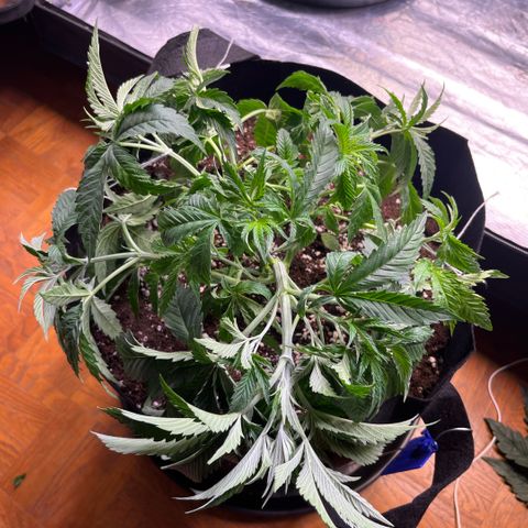 Funkfetti growlog timeline photo