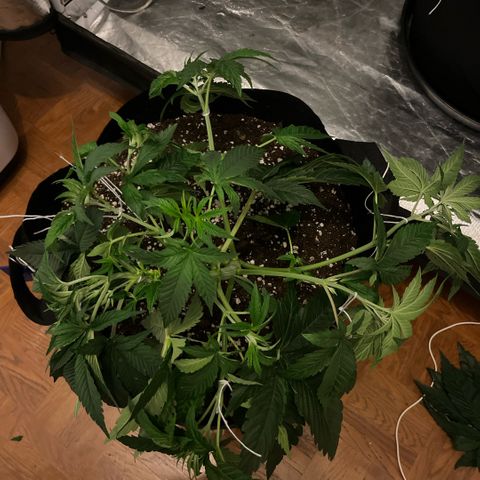 Lime Ozz growlog timeline photo