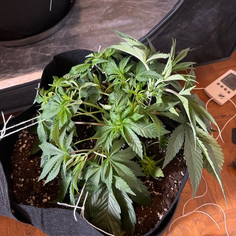 Coco Fresh growlog timeline photo