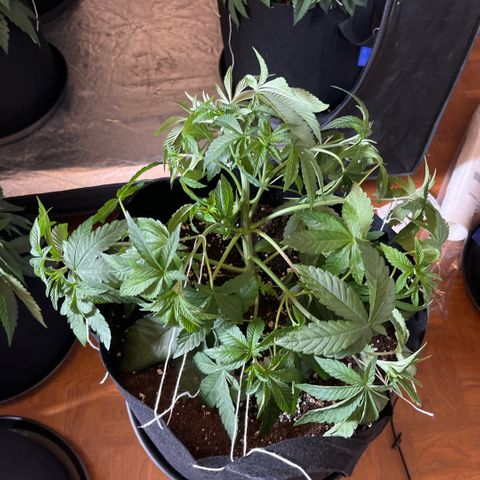 Zaï-zaï growlog timeline photo