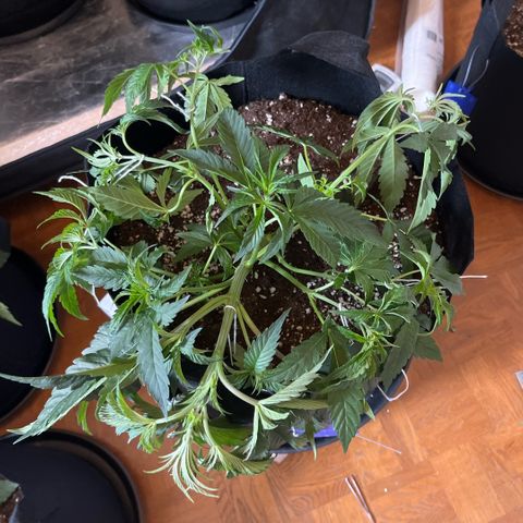 Cherry Bang Bang growlog timeline photo