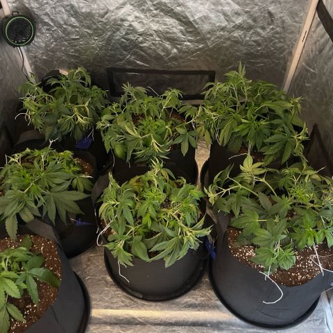 Lime Ozz growlog timeline photo