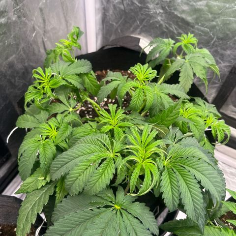 Cherry Bang Bang growlog timeline photo