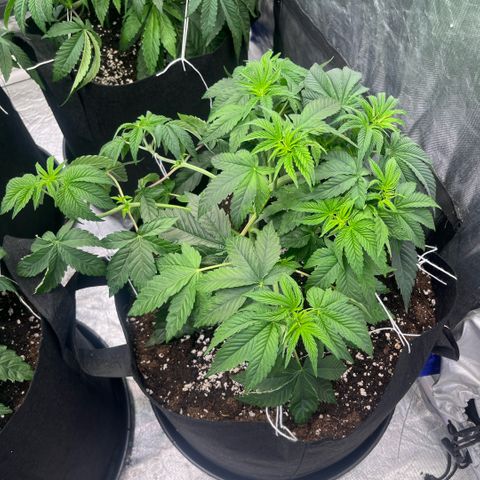 Lime Ozz growlog timeline photo