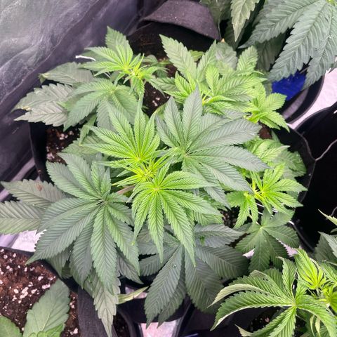 Coco Fresh growlog timeline photo
