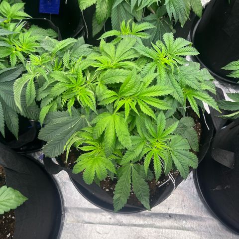 Funkfetti growlog timeline photo