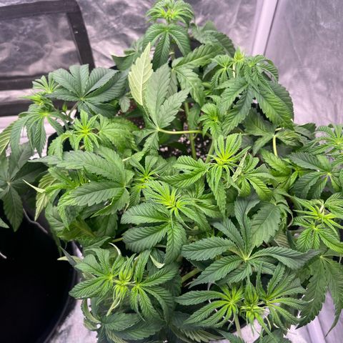 Arctic Cherries  growlog timeline photo