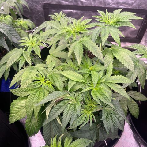 Zaï-zaï growlog timeline photo