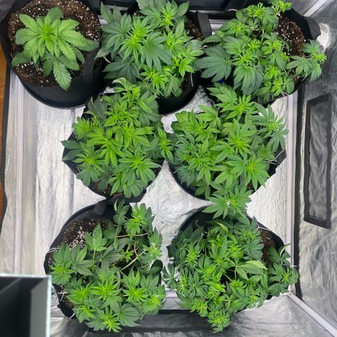 Lime Ozz growlog timeline photo