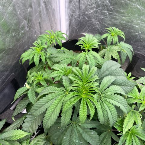 Cherry Bang Bang growlog timeline photo