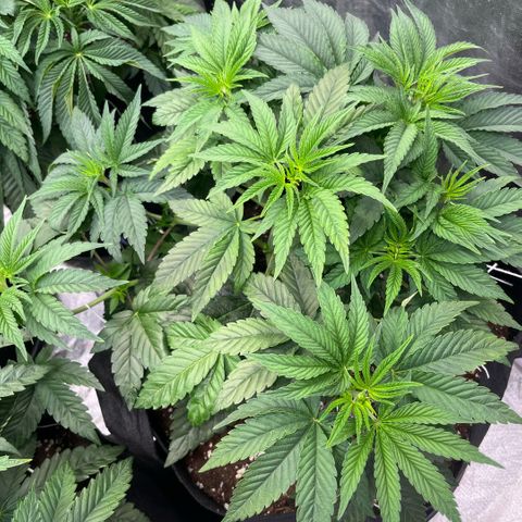 Lime Ozz growlog timeline photo
