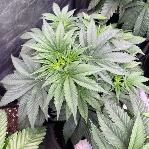 Coco Fresh growlog timeline photo