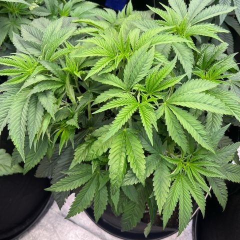 Funkfetti growlog timeline photo